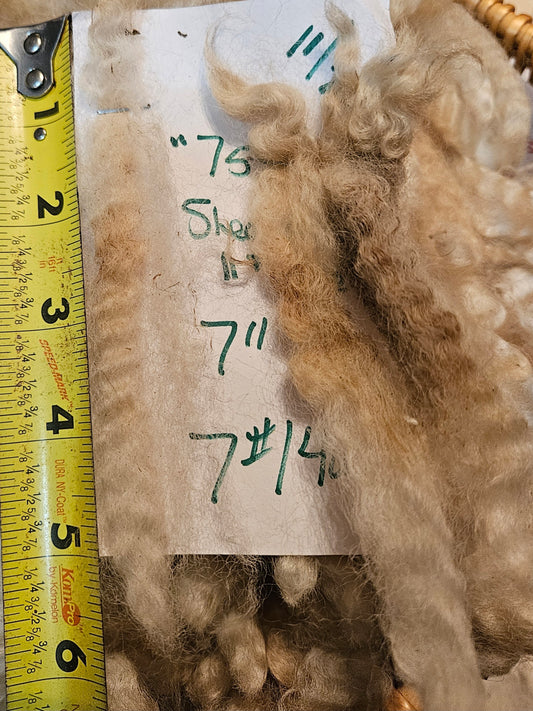 Raw Romney White Fleece 3L 754