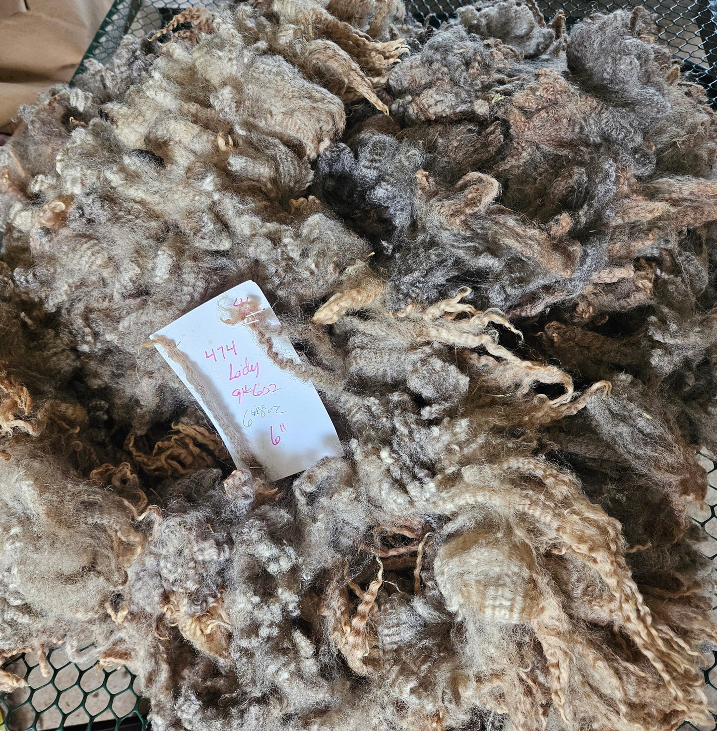 Raw Romney Silver Fleece "Lady-mb"