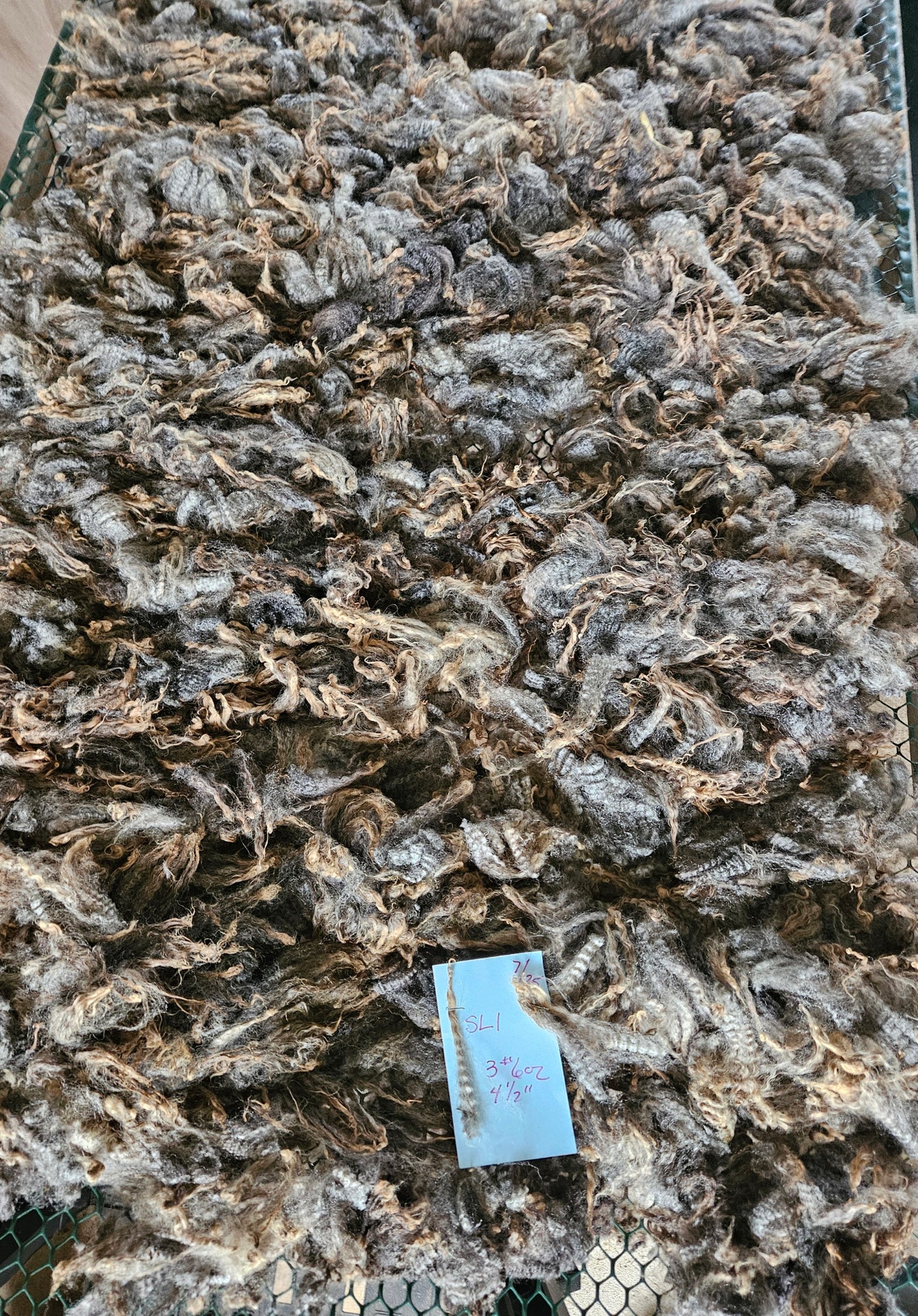 Raw Fleece Romney Silver Ewe Lamb 3L"SL1"
