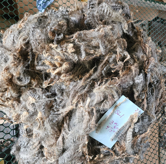 Raw Fleece Romney Silver Ewe Lamb 3L"SL1"