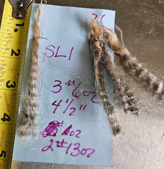 Raw Fleece Romney Silver Ewe Lamb 3L"SL1"