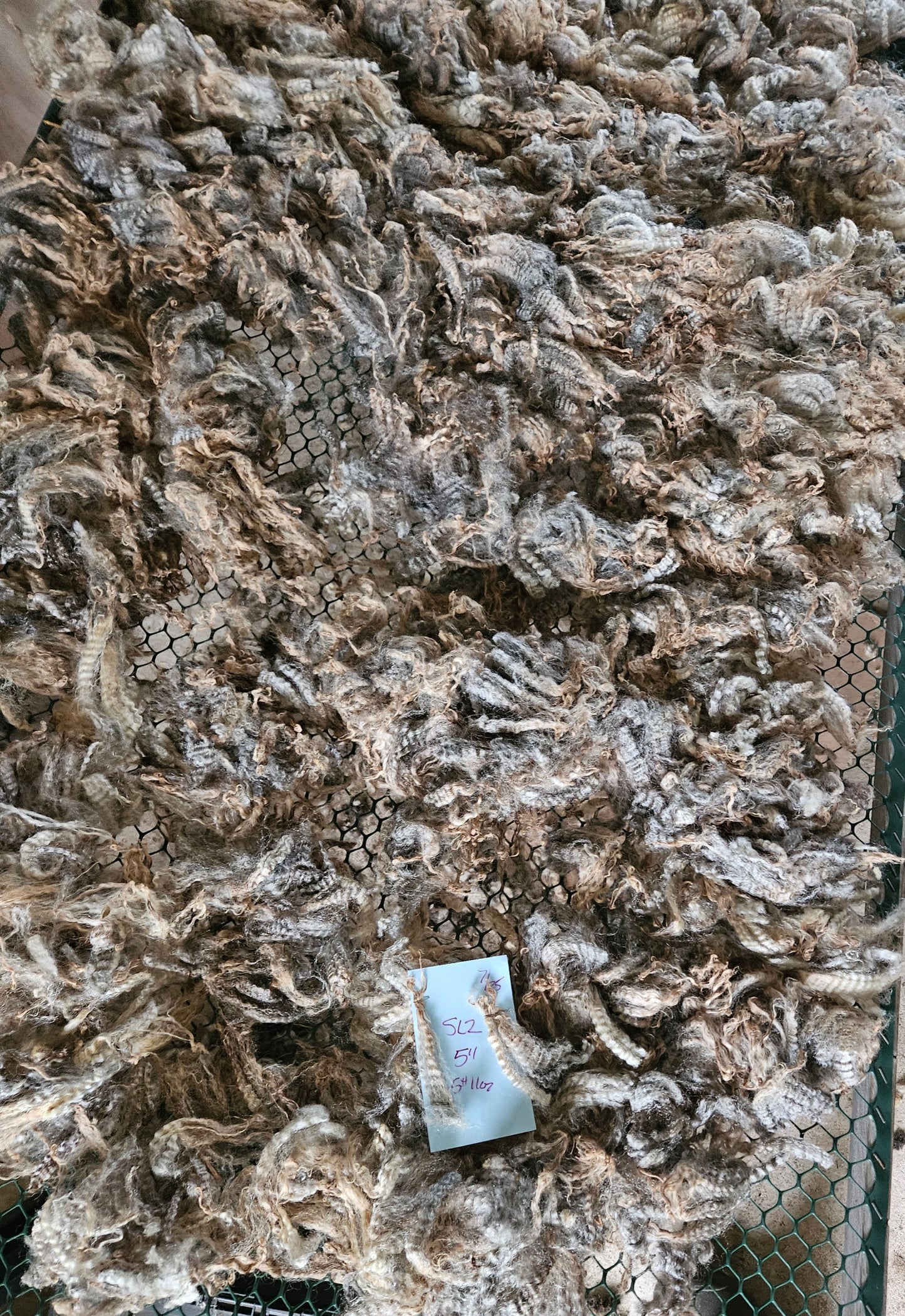 Raw Fleece Romney Silver Ewe Lamb 3L"SL2"
