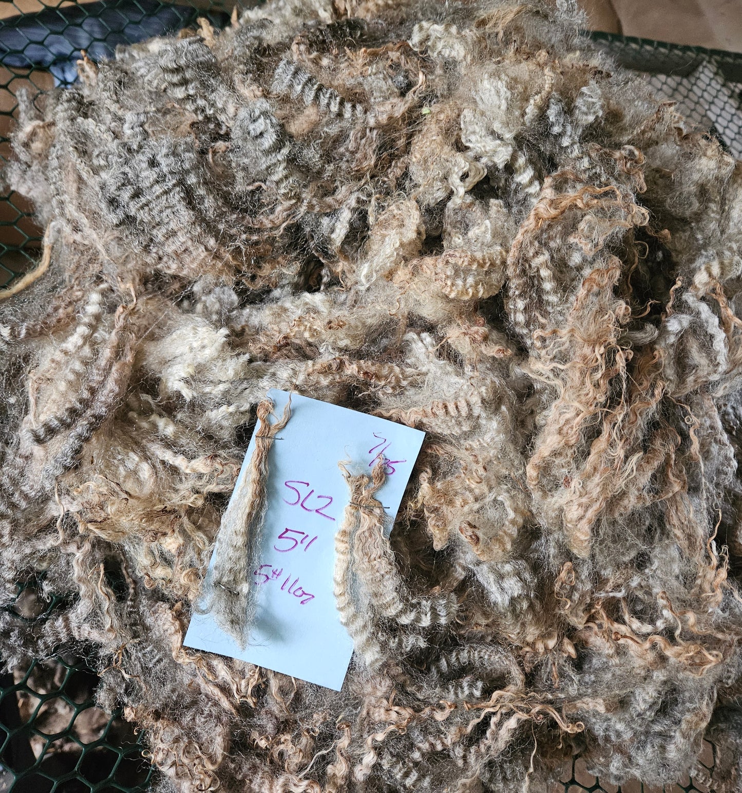 Raw Fleece Romney Silver Ewe Lamb 3L"SL2"