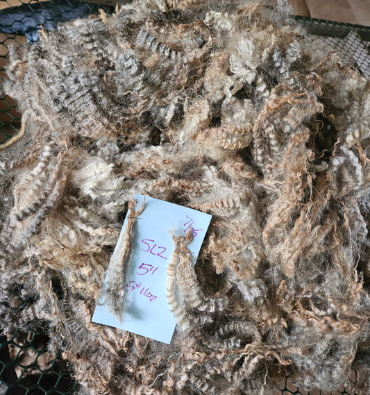 Raw Fleece Romney Silver Ewe Lamb 3L"SL2"