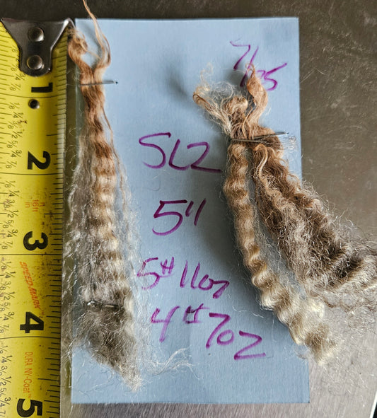 Raw Fleece Romney Silver Ewe Lamb 3L"SL2"