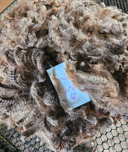 Raw Fleece Silver Romney "Pebbles"