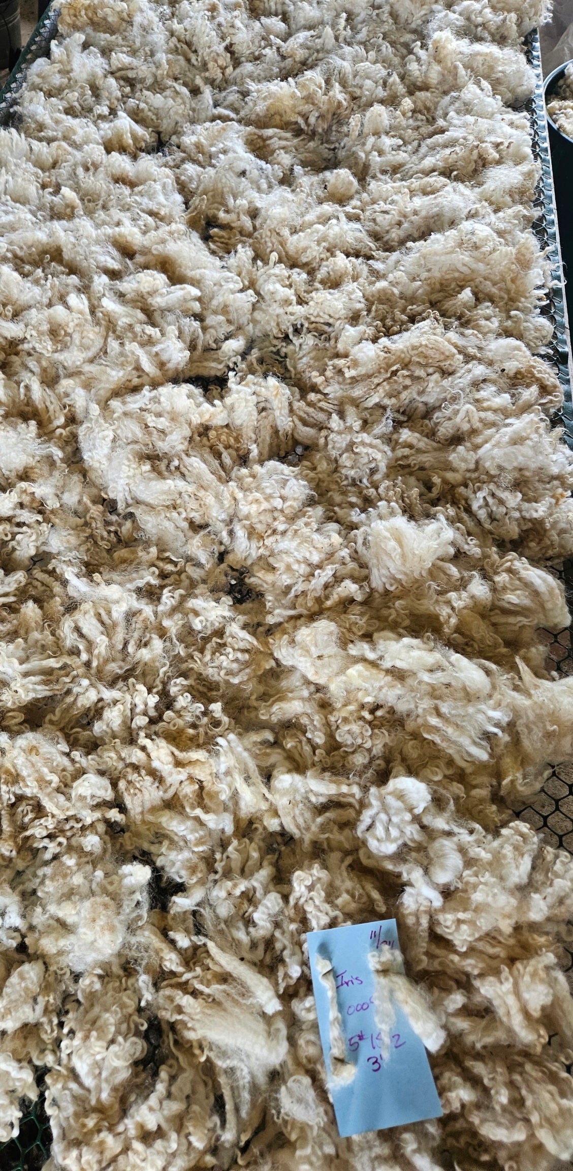 Raw Romney White Ewe Yearling Fleece - Iris