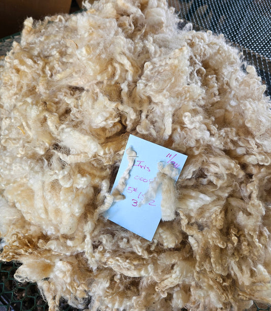 Raw Romney White Ewe Yearling Fleece - Iris