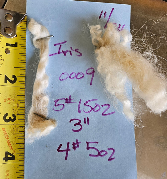 Raw Romney White Ewe Yearling Fleece - Iris