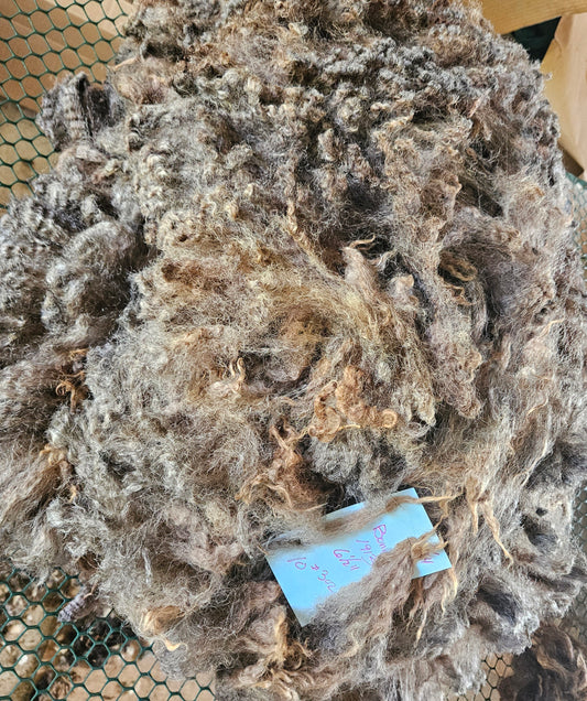 Raw Romney Fleece Natural Iron Gray Ewe 3L1913 "Bonnie"