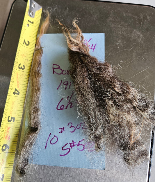 Raw Romney Fleece Natural Iron Gray Ewe 3L1913 "Bonnie"