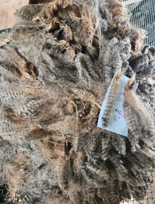 Raw Fleece Silver/Gray Romney 3LThe Clown