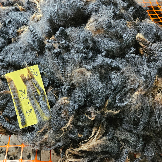 Raw Romney Fleece Ewe Lamb- 3LS 2540