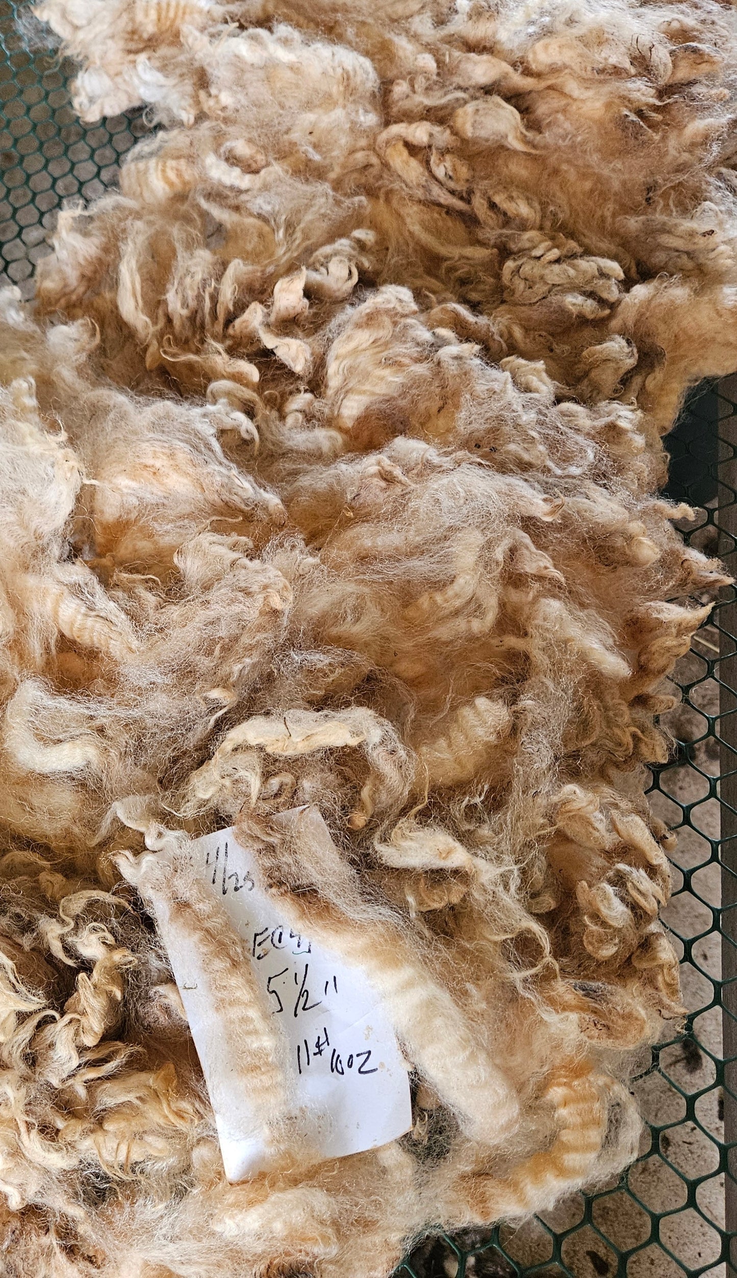 Raw Romney Fleece White Ewe EC41