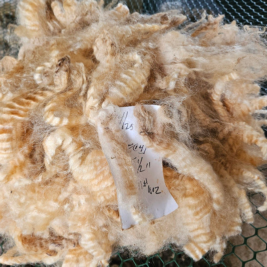 Raw Romney Fleece White Ewe EC41