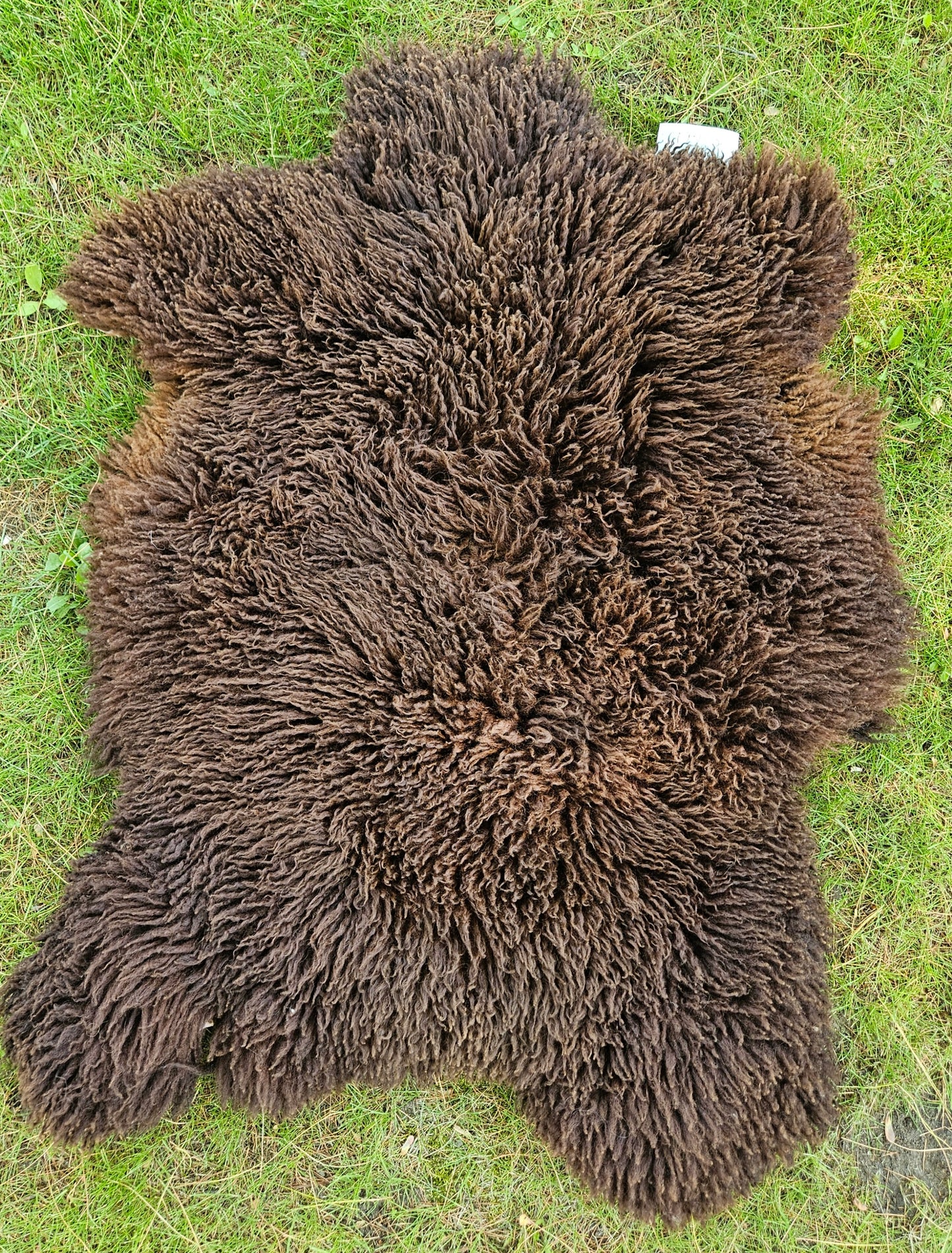 Sheepskin Chocolate Romney STBL325 29 x 26.5"