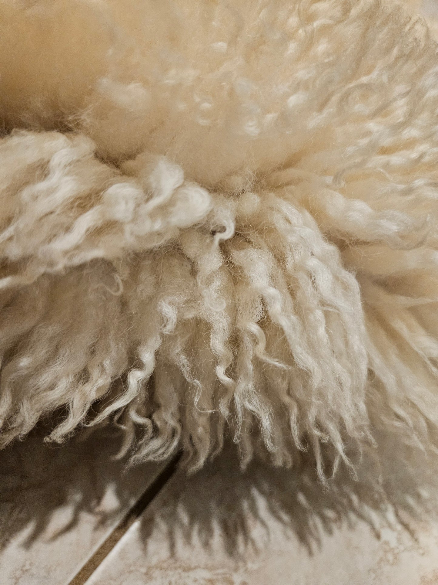 Sheepskin Champaign Romney STCH300- 32" x 25"