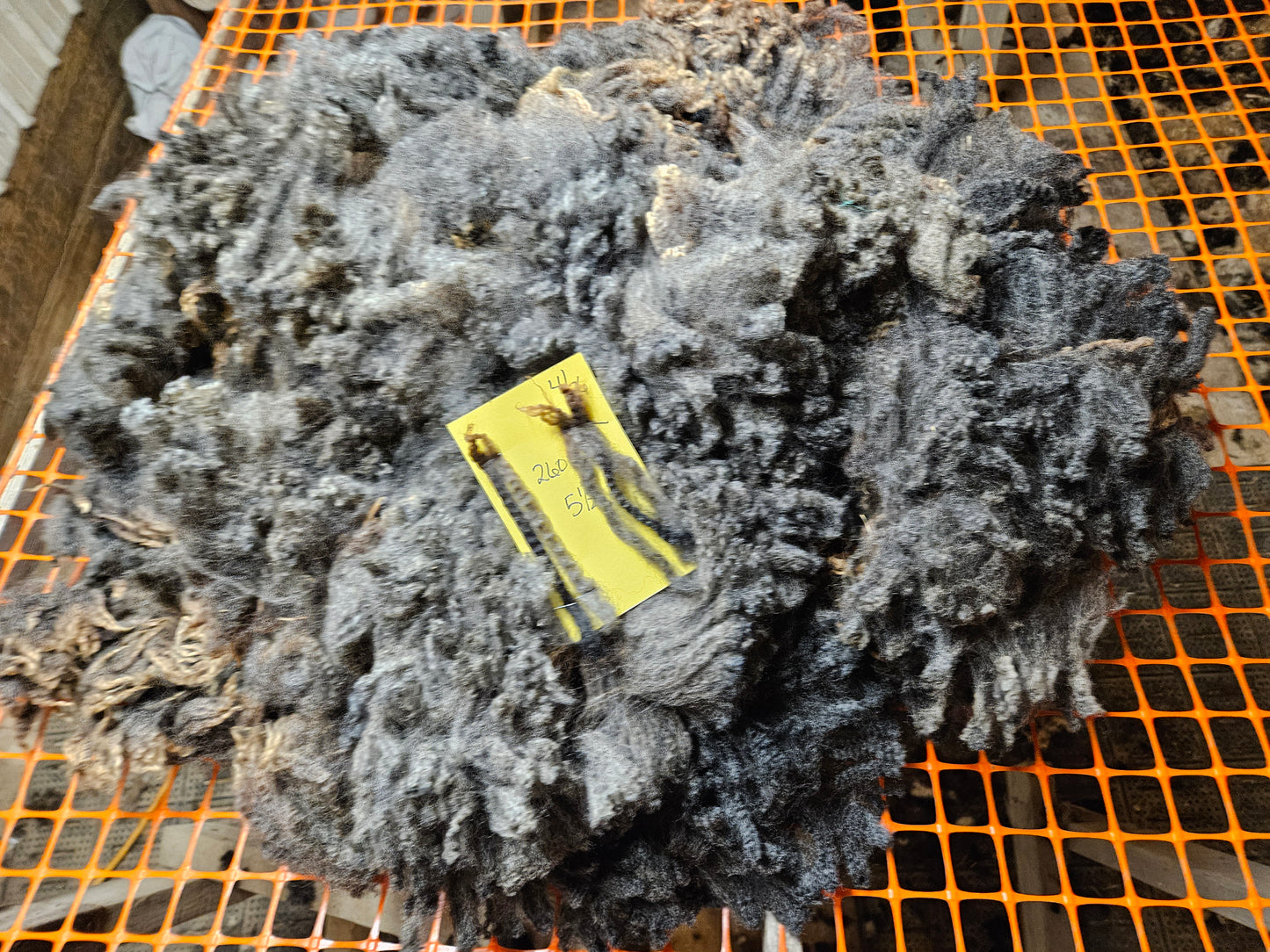Raw Fleece Romney Silver Lamb 3L2606
