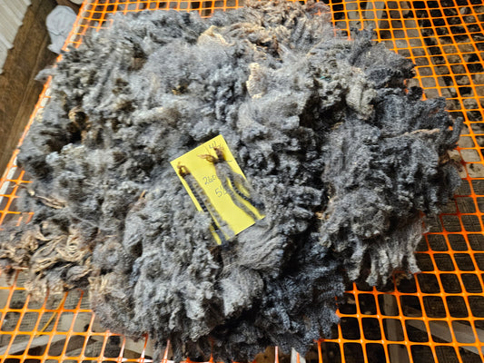 Raw Fleece Romney Silver Lamb 3L2606
