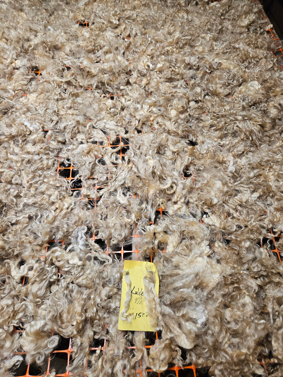 Raw Romney x Teeswater White Wether Fleece Luke