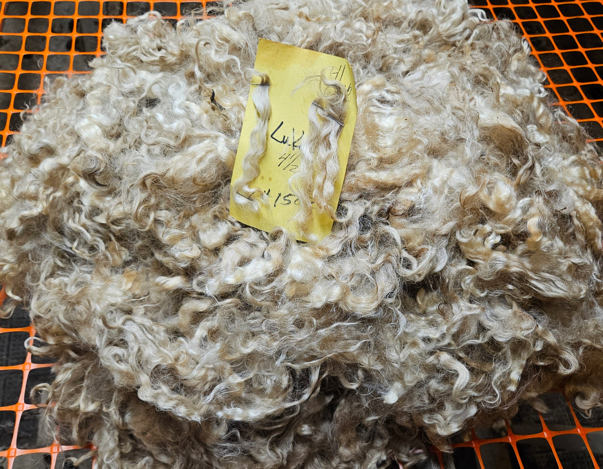 Raw Romney x Teeswater White Wether Fleece Luke