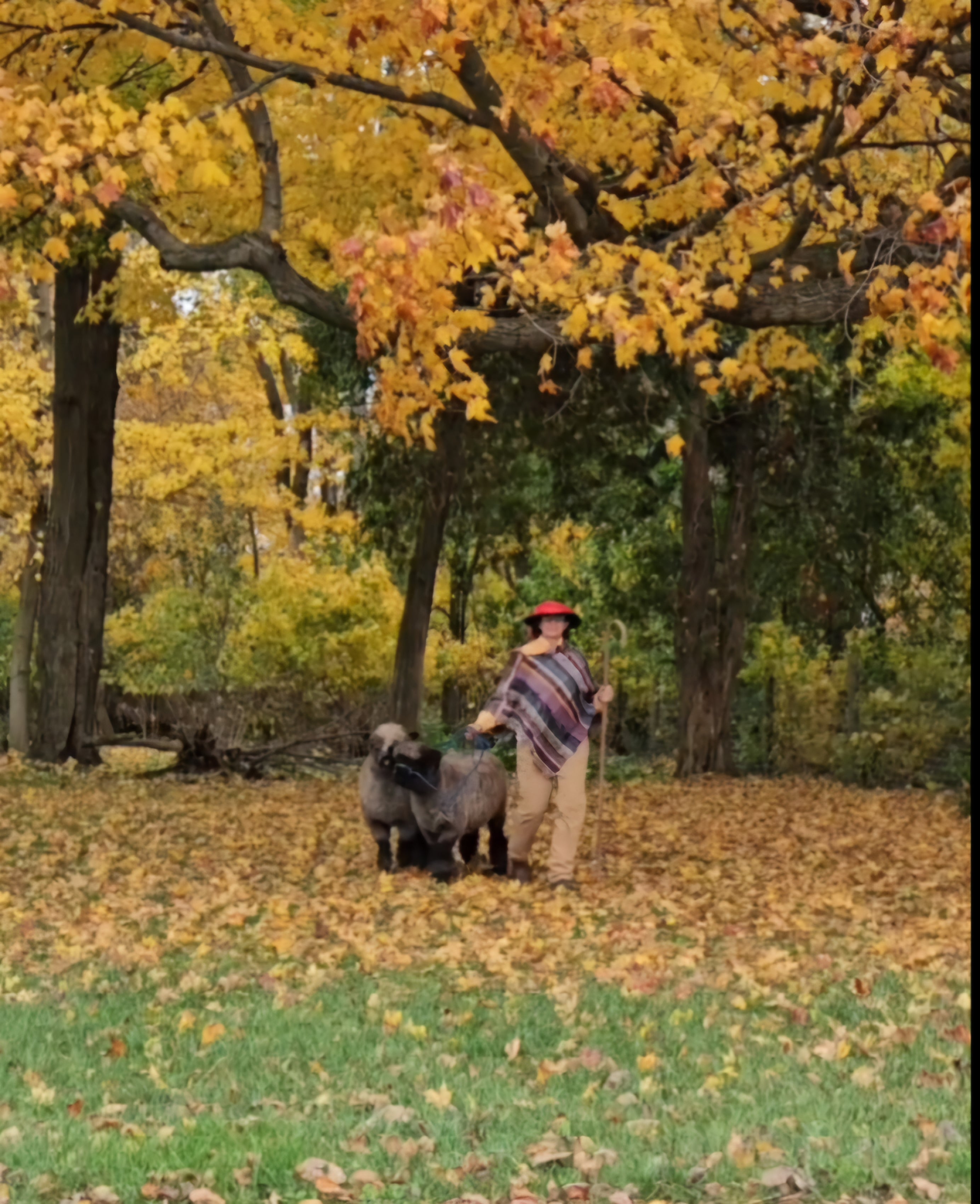 Walking in the 3L&S Farms Autumn trees with ARBA ( american romney sheep breeders association) registered natural color romney ewes with 3L&S Farms Owner & Shepherdess Penny Swearingen wearing a poncho and spun & woen from Romney  wool